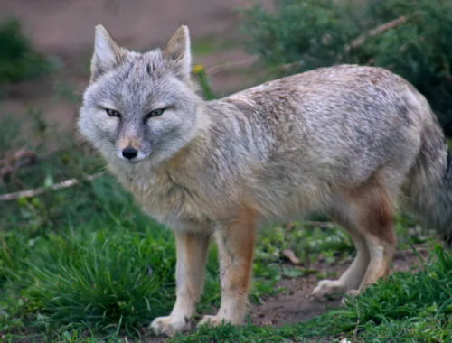 Visit Baikonur Cosmodrome - Corsac fox