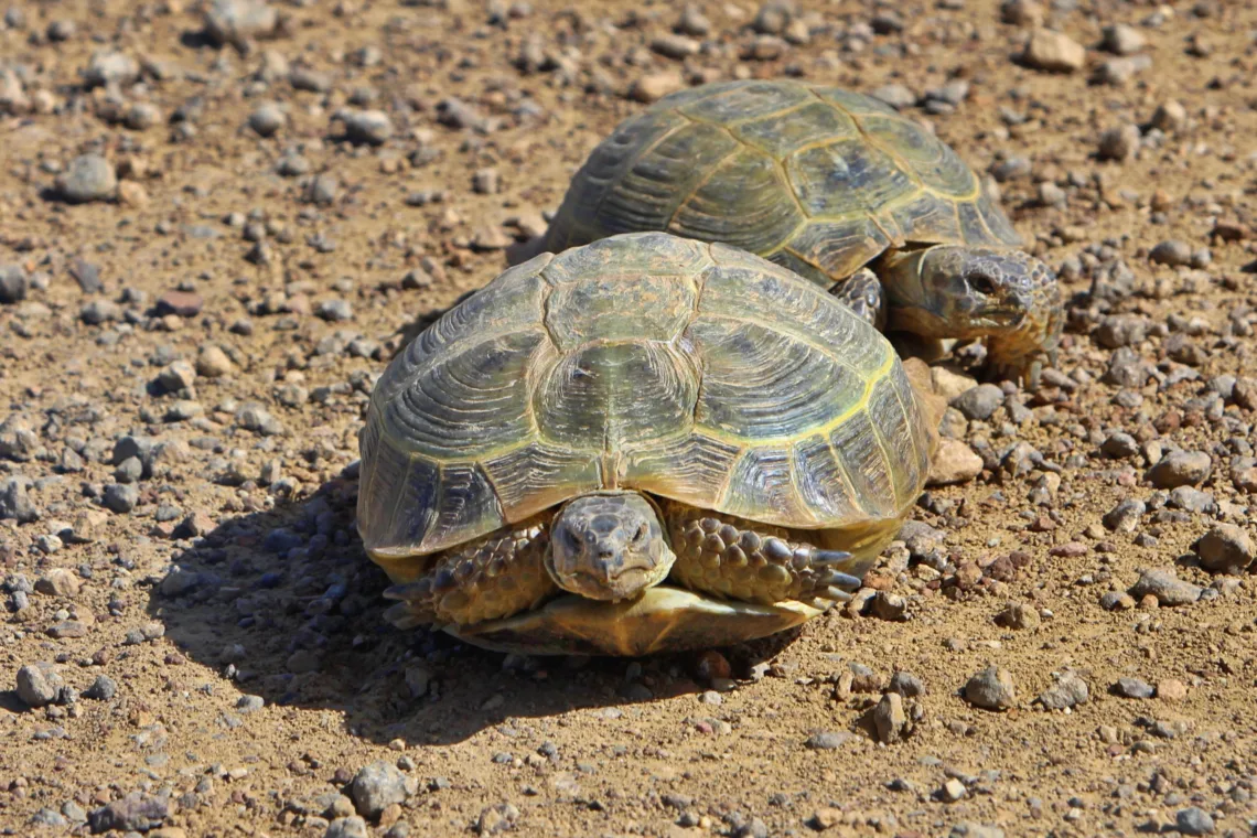 Visit Baikonur Cosmodrome - Four-clawed tortoise