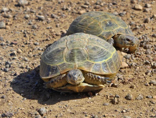 Visit Baikonur Cosmodrome - Four-clawed tortoise