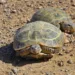 Visit Baikonur Cosmodrome - Four-clawed tortoise