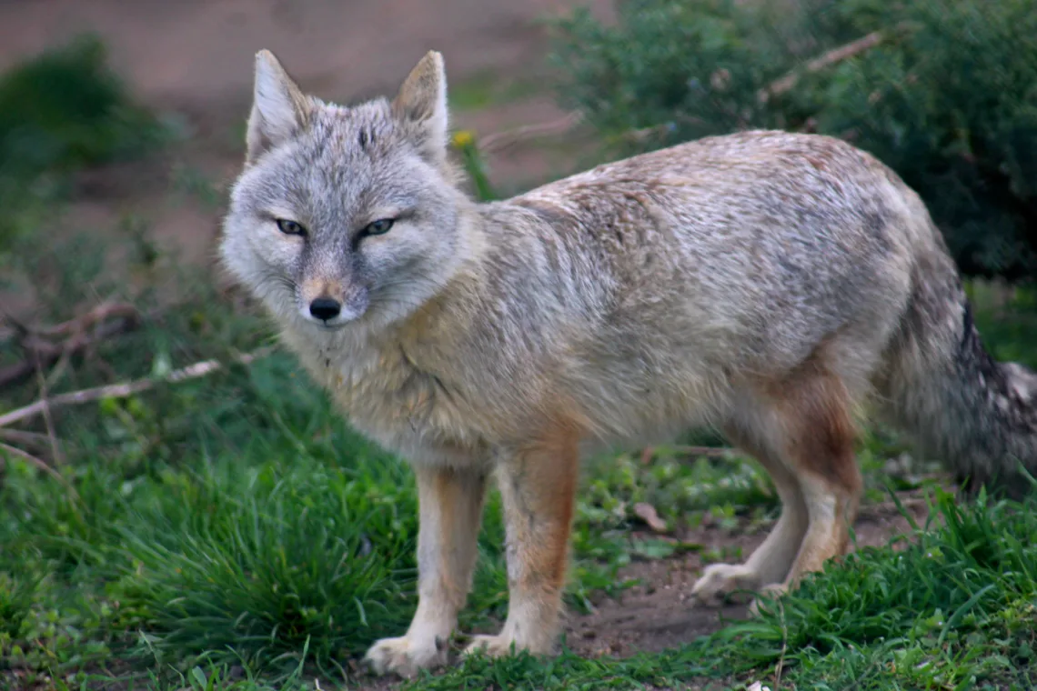 Visit Baikonur Cosmodrome - Steppenfuchs
