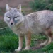 Visit Baikonur Cosmodrome - Steppenfuchs